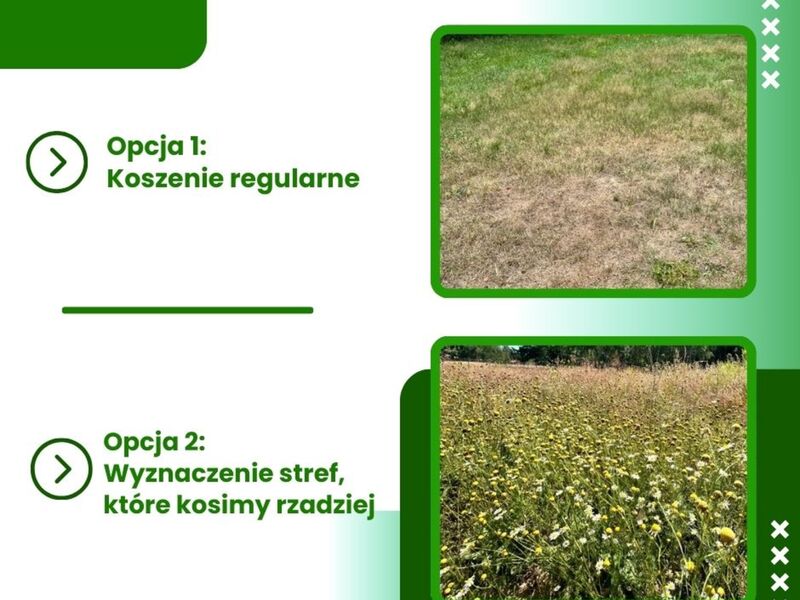 Koszenie drózd