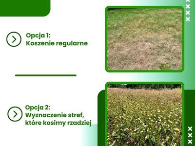 Koszenie drózd