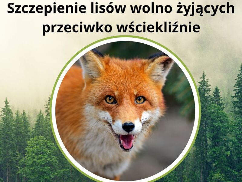 szczepienie lisów