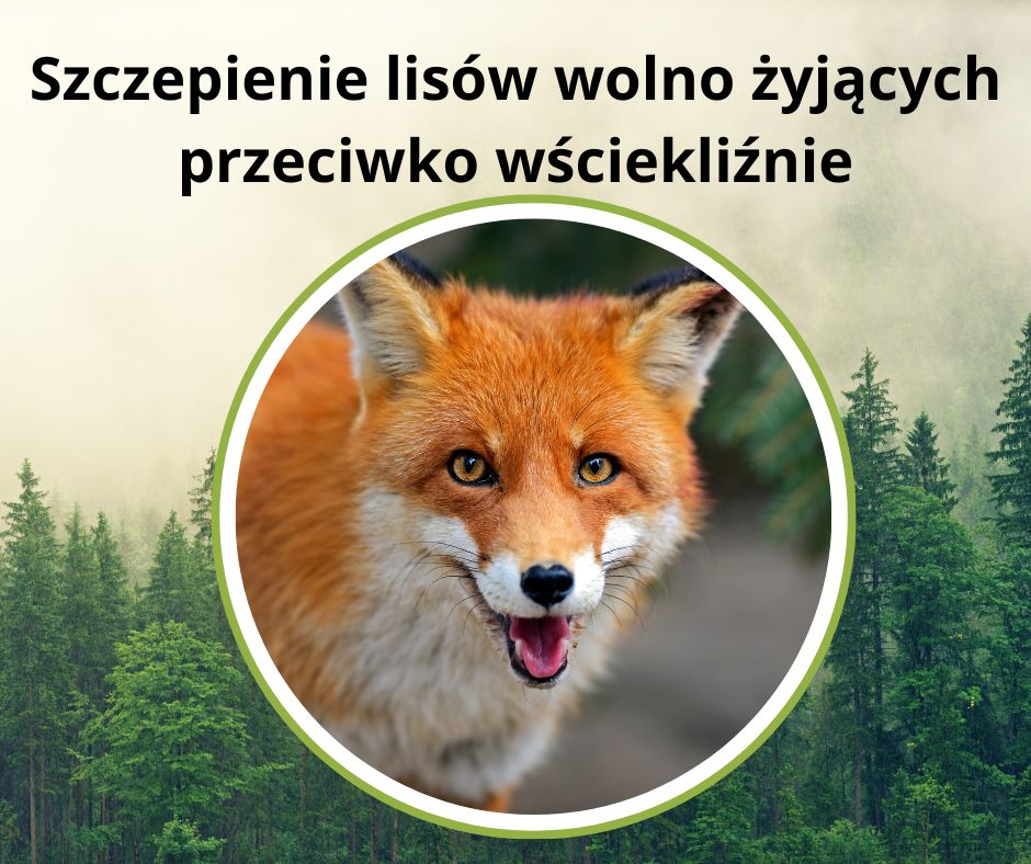 szczepienie lisów