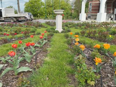Tulipany w Rosarium "Pałacyk"