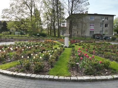 Tulipany w Rosarium "Pałacyk"