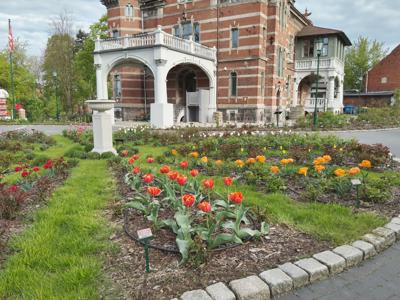Tulipany w Rosarium "Pałacyk"