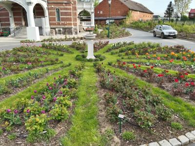 Tulipany w Rosarium "Pałacyk"