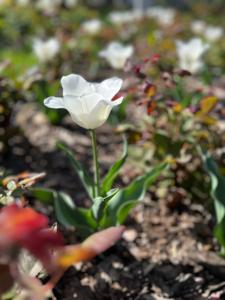 Tulipany w Rosarium "Pałacyk"