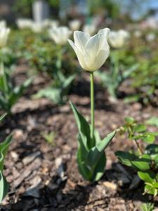Tulipany w Rosarium "Pałacyk"