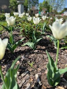 Tulipany w Rosarium "Pałacyk"