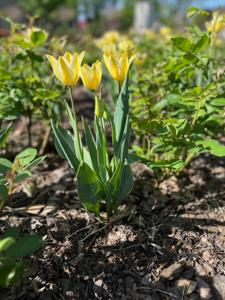 Tulipany w Rosarium "Pałacyk"