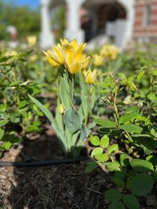 Tulipany w Rosarium "Pałacyk"