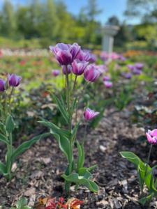 Tulipany w Rosarium "Pałacyk"