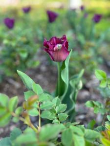 Tulipany w Rosarium "Pałacyk"