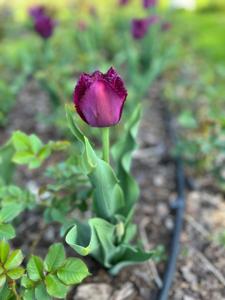 Tulipany w Rosarium "Pałacyk"