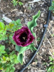 Tulipany w Rosarium "Pałacyk"
