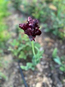 Tulipany w Rosarium "Pałacyk"