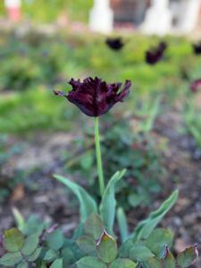 Tulipany w Rosarium "Pałacyk"