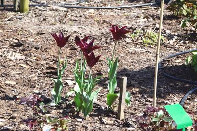 Tulipany w Rosarium "Pałacyk"