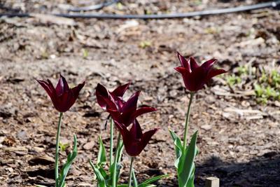 Tulipany w Rosarium "Pałacyk"