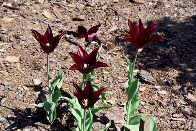 Tulipany w Rosarium "Pałacyk"