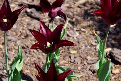 Tulipany w Rosarium "Pałacyk"