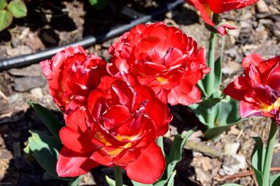 Tulipany w Rosarium "Pałacyk"