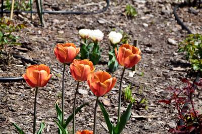 Tulipany w Rosarium "Pałacyk"