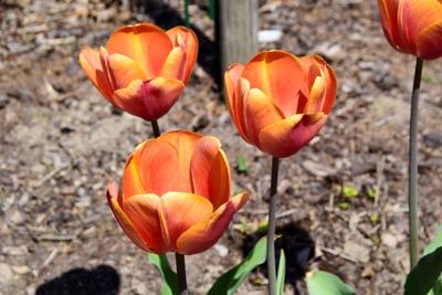 Tulipany w Rosarium "Pałacyk"