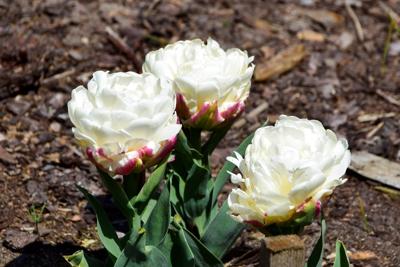Tulipany w Rosarium "Pałacyk"