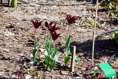 Tulipany w Rosarium "Pałacyk"