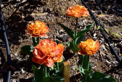 Tulipany w Rosarium "Pałacyk"