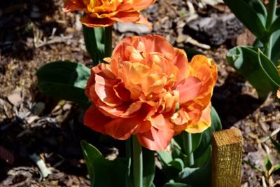 Tulipany w Rosarium "Pałacyk"