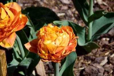 Tulipany w Rosarium "Pałacyk"