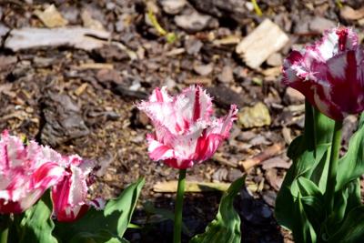 Tulipany w Rosarium "Pałacyk"