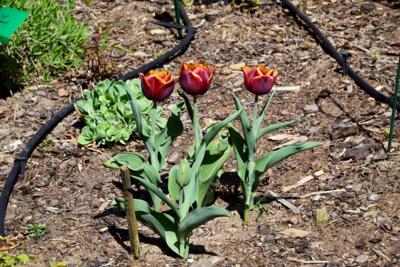 Tulipany w Rosarium "Pałacyk"