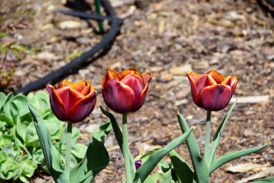 Tulipany w Rosarium "Pałacyk"
