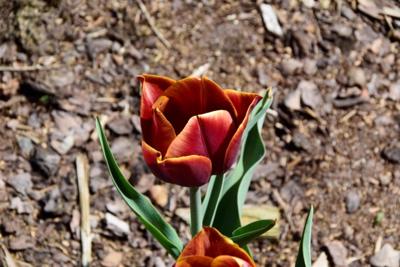 Tulipany w Rosarium "Pałacyk"