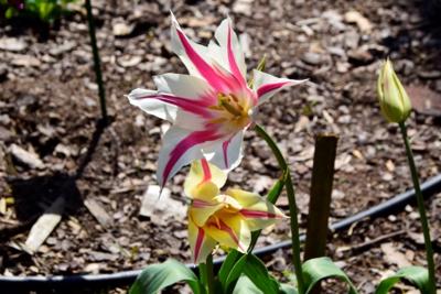 Tulipany w Rosarium "Pałacyk"