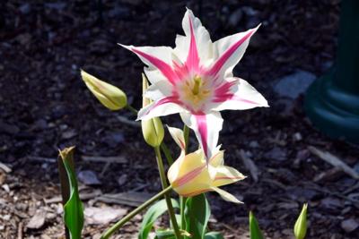 Tulipany w Rosarium "Pałacyk"