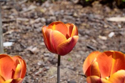 Tulipany w Rosarium "Pałacyk"