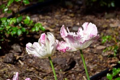 Tulipany w Rosarium "Pałacyk"