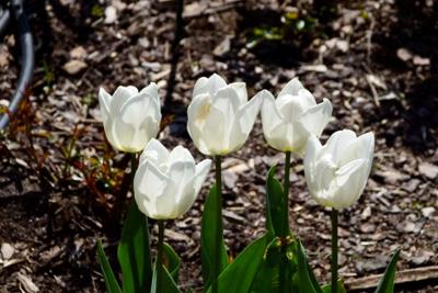 Tulipany w Rosarium "Pałacyk"