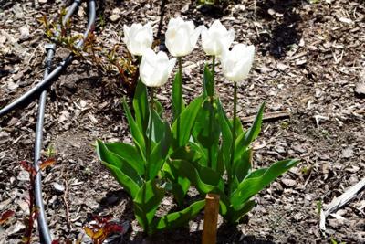 Tulipany w Rosarium "Pałacyk"