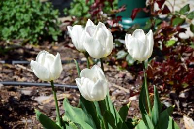 Tulipany w Rosarium "Pałacyk"