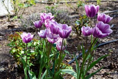 Tulipany w Rosarium "Pałacyk"