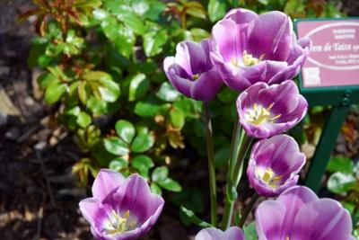 Tulipany w Rosarium "Pałacyk"
