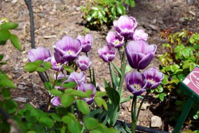 Tulipany w Rosarium "Pałacyk"