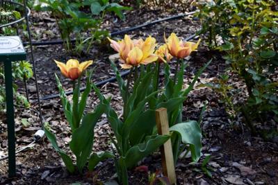 Tulipany w Rosarium "Pałacyk"