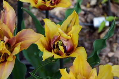 Tulipany w Rosarium "Pałacyk"