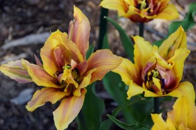 Tulipany w Rosarium "Pałacyk"