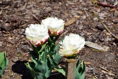 Tulipany w Rosarium "Pałacyk"