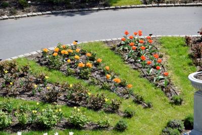 Tulipany w Rosarium "Pałacyk"